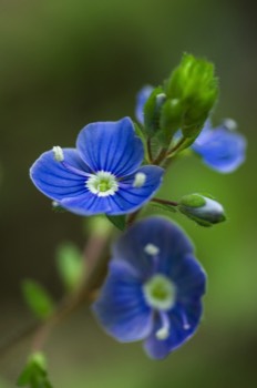  Gamander-Ehrenpreis - germander speedwell - Veronica chamaedrys 