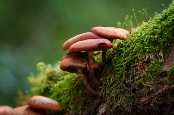  Pilze im Wald 