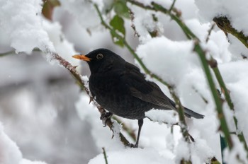  Amsel - Common blackbird - Turdus merula 