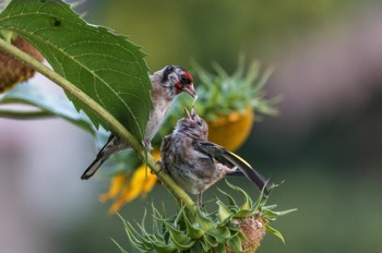 Distelfink - European goldfinch - Carduelis carduelis 