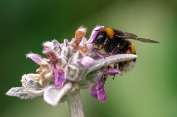  Dunkle Erdhummel - buff-tailed bumblebee - Bombus terrestris 