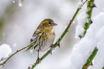  Erlenzeisig - Eurasian siskin - Spinus spinus 
