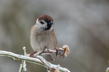 Feldsperling - Eurasian Tree Sparrow - Passer montanus