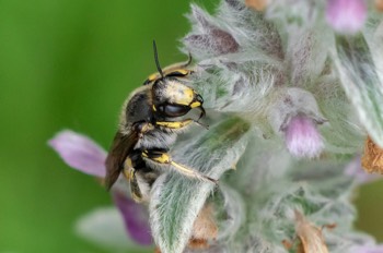 Garten-Wollbiene - European wool carder bee - Anthidium manicatum