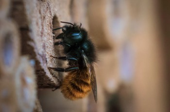  Gehörnte Mauerbiene - European orchard bee - Osmia cornuta 