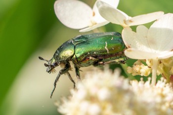  Goldglänzender Rosenkäfer - Green rose chafer - Cetonia aurata 