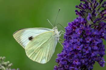  Großer Kohlweißling - The large white - Pieris brassicae 