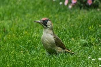 Grünspecht - European green woodpecker - Picus viridis