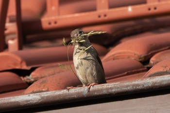  Haussperling - House Sparrow - Passer domesticus 