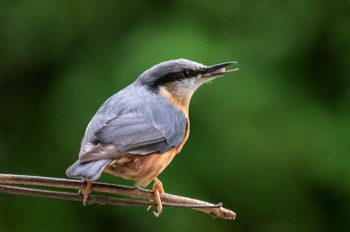  Kleiber - Eurasian nuthatch - Sitta europaea 
