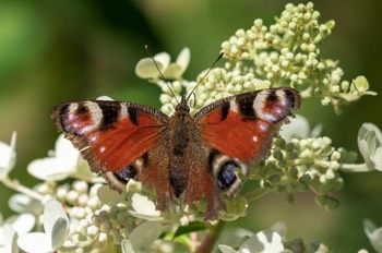  Tagpfauenauge - European Peacock - Aglais io 