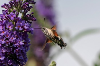 Taubenschwänzchen - The hummingbird hawk-moth - Macroglossum stellatarum