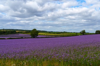  Oxfordshire (Cotswolds)- England 