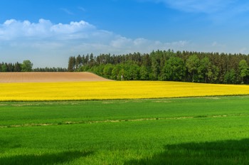  Rapsfeld bei Hörgelsdorf - Niederbayern 