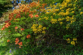  Glendurgan Garden / Falmouth / Cornwall 