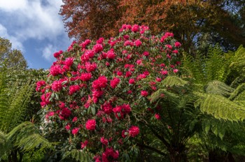  Trebah Gardens / Falmouth / Cornwall 