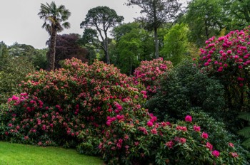  Trebah Gardens / Falmouth / Cornwall 