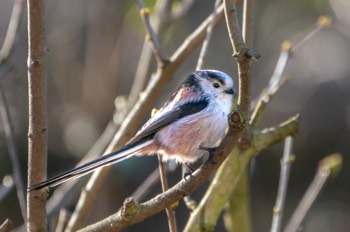  Schwanzmeise - Long-tailed tit - Aegithalos caudatus 