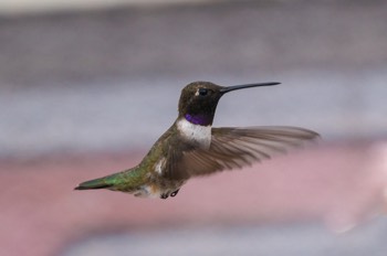 Schwarzkinnkolibri - Black-chinned hummingbird - Archilochus alexandri