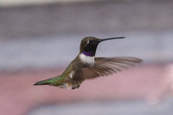  Schwarzkinnkolibri - Black-chinned hummingbird - Archilochus alexandri 