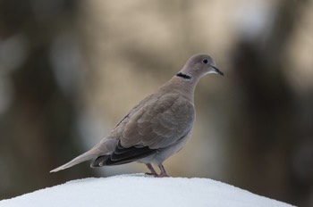 Türkentaube - Eurasian collared dove - Streptopelia decaocto