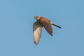 Turmfalke - Common Kestrel - Falco tinnunculus