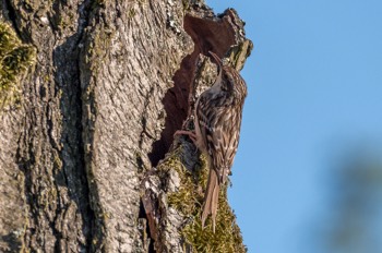 Waldbaumläufer - The Eurasian treecreeper - Certhia familiaris