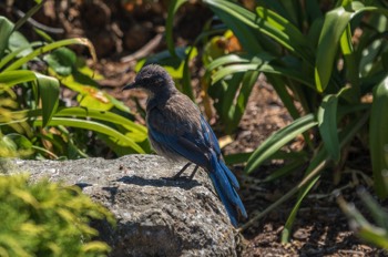  Westlicher Buschhäher - Western scrub jay - Aphelocoma californica 