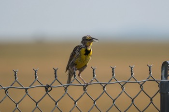  Westlicher Lerchenstärling - Western meadowlark - Sturnella neglecta 