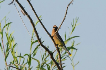  Zedernseidenschwanz - Cedar waxwing - Bombycilla cedrorum 