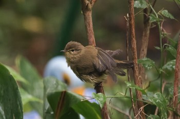  Zilpzalp (Weidenlaubsänger) - Chiffchaff - Phylloscopus collybita 