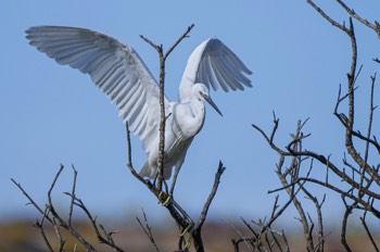 Seidenreiher - Little Egret - Egretta garzetta