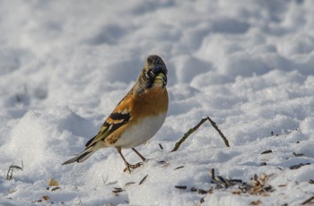  Bergfink - Brambling - Fringilla montifringilla 