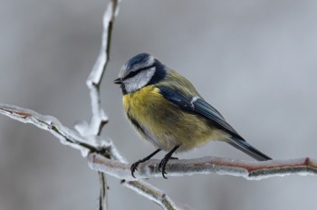  Blaumeise - Blue tit - Cyanistes caeruleus 