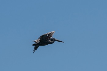  Brauner Pelikan - Brown pelican - Pelecanus occidentalis 