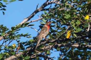  Cassingimpel - Cassin's finch - Haemorhous cassinii 