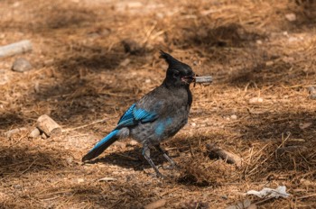  Diademhäher - Steller's jay - Cyanocitta stelleri 