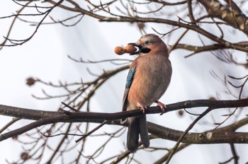  Eichelhäher - Eurasian jay - Garrulus glandarius 