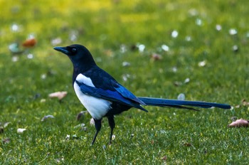 Elster - common magpie - Pica pica