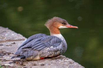  Gänsesäger - Goosander - Mergus merganser 