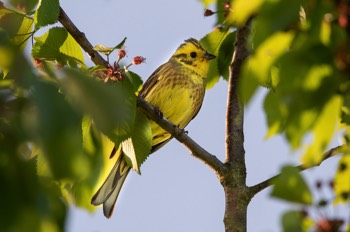  Goldammer - Yellowhammer - Emberiza citrinella 