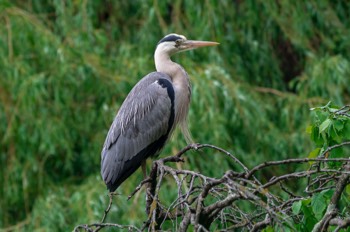  Graureiher - Grey heron - Ardea cinerea 