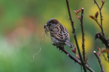 Haussperling - House Sparrow - Passer domesticus