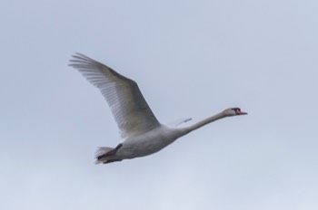 Höckerschwan - Mute Swan - Cygnus olor