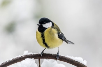  Kohlmeise - Great Tit - Parus major 