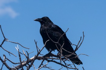  Kolkrabe - Common Raven - Corvus corax corax 
