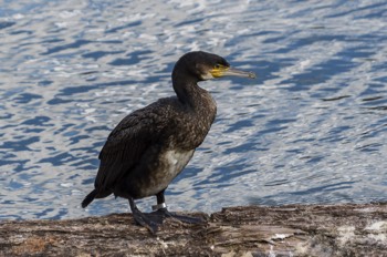  Kormoran - Great Cormorant - Phalacrocorax carbo 