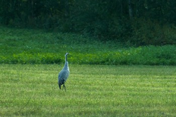 Kranich - Common Crane - Grus grus