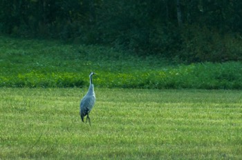  Kranich - Common Crane - Grus grus 
