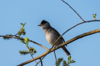  Mönchsgrasmücke - Eurasian blackcap - Sylvia atricapilla 